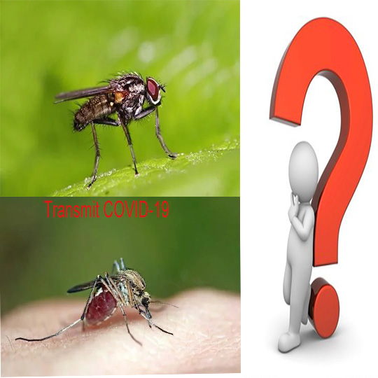 o covid-19 se espalhará por moscas domésticas ou mosquitos?